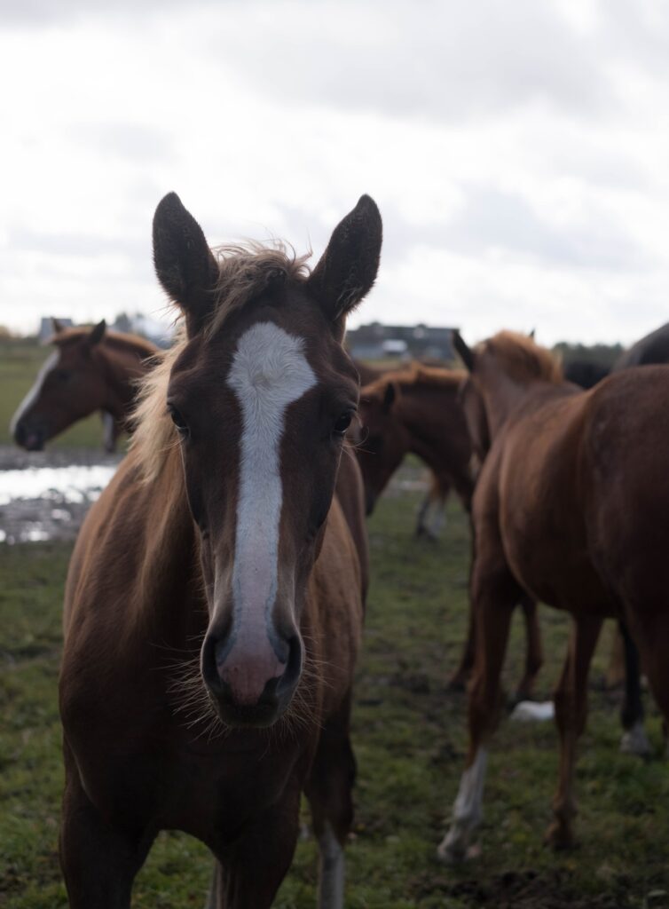 Pferd nach Stresspunktmassage