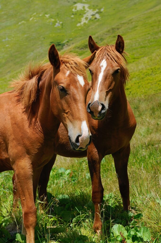 Pferde nach Wellnessmassage